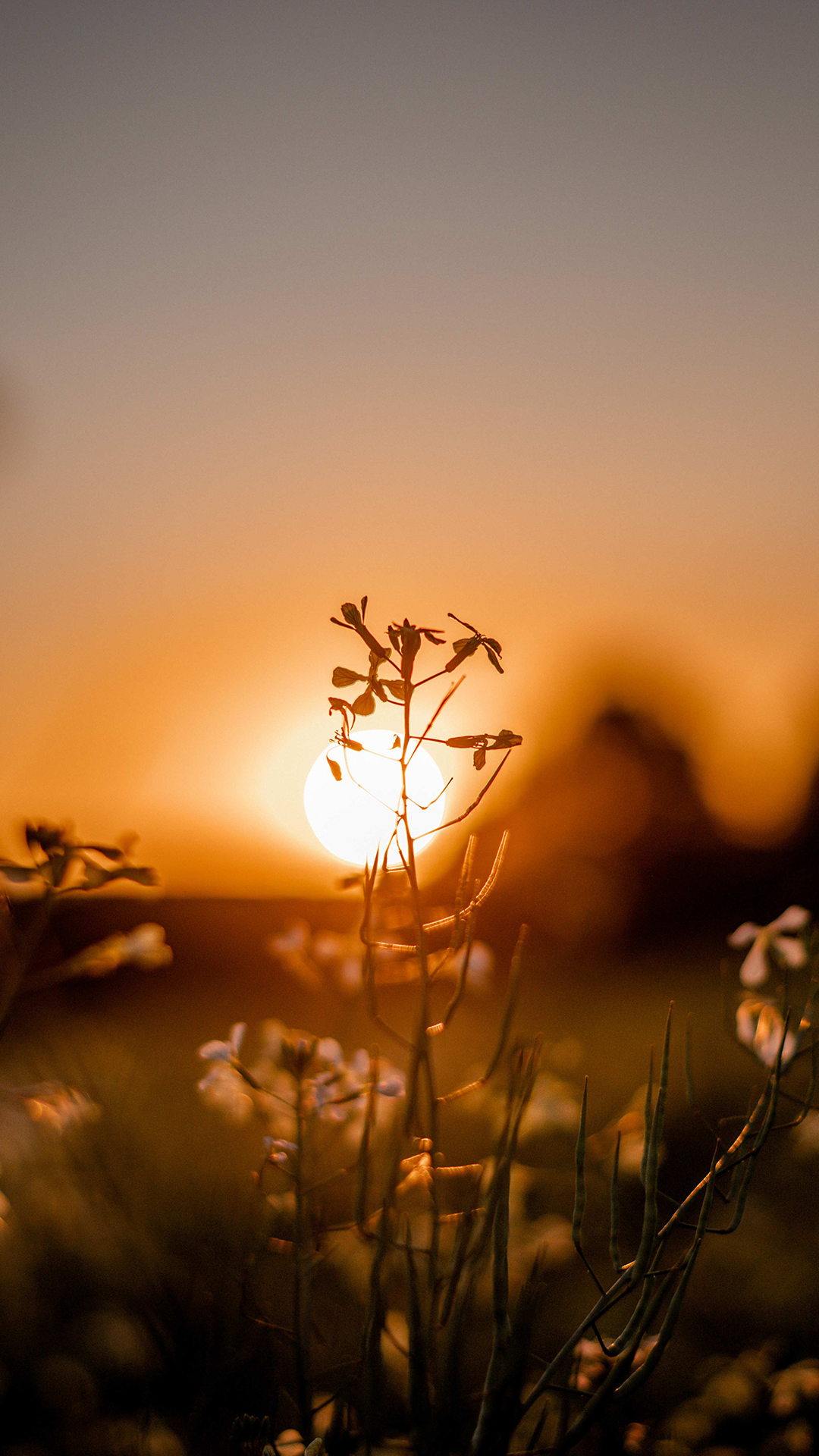 Pakistan, penger, sol, solnedgang, overføre verdier fra Pakistan til Norge