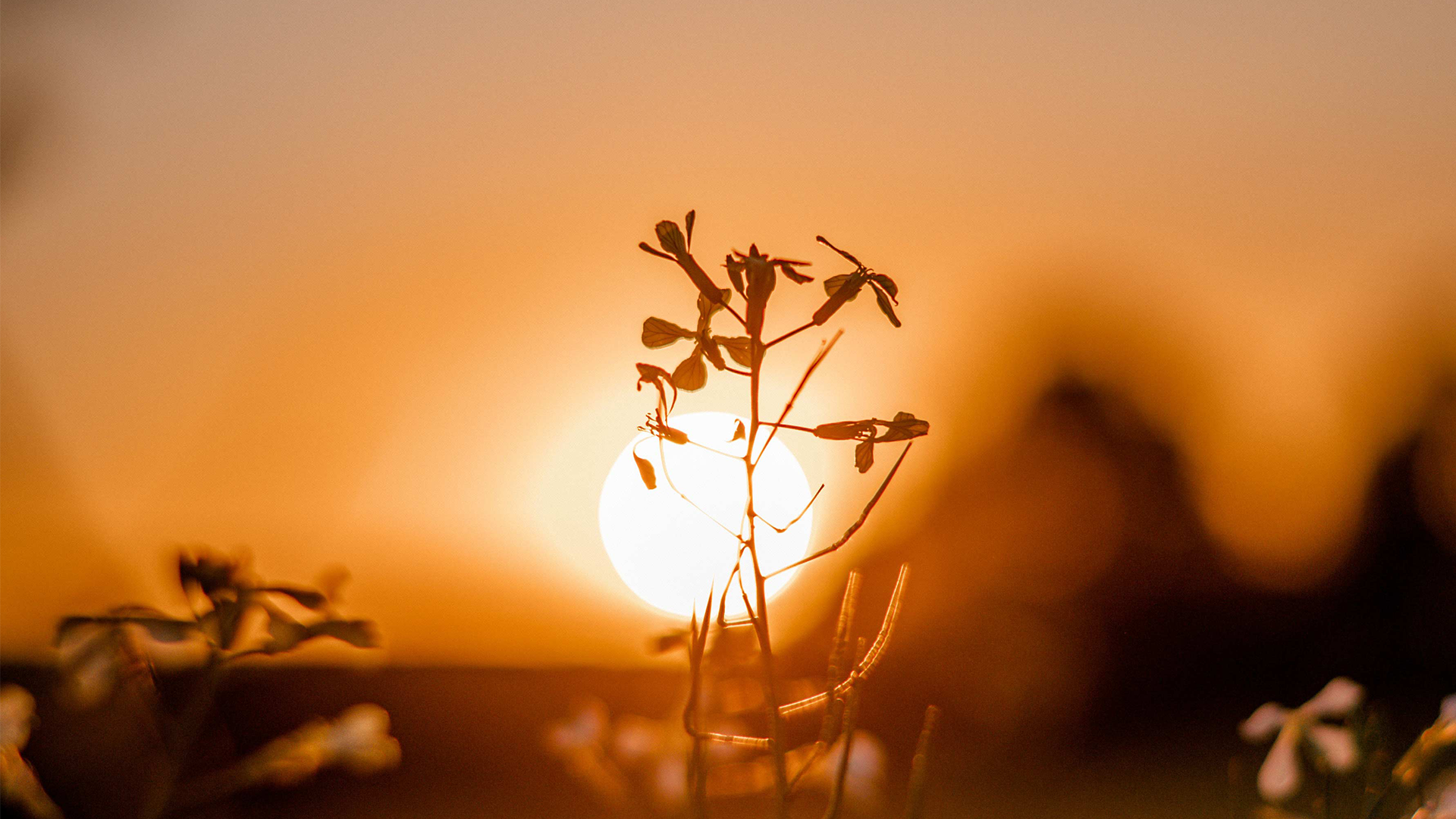 Pakistan, penger, sol, solnedgang, overføre verdier fra Pakistan til Norge