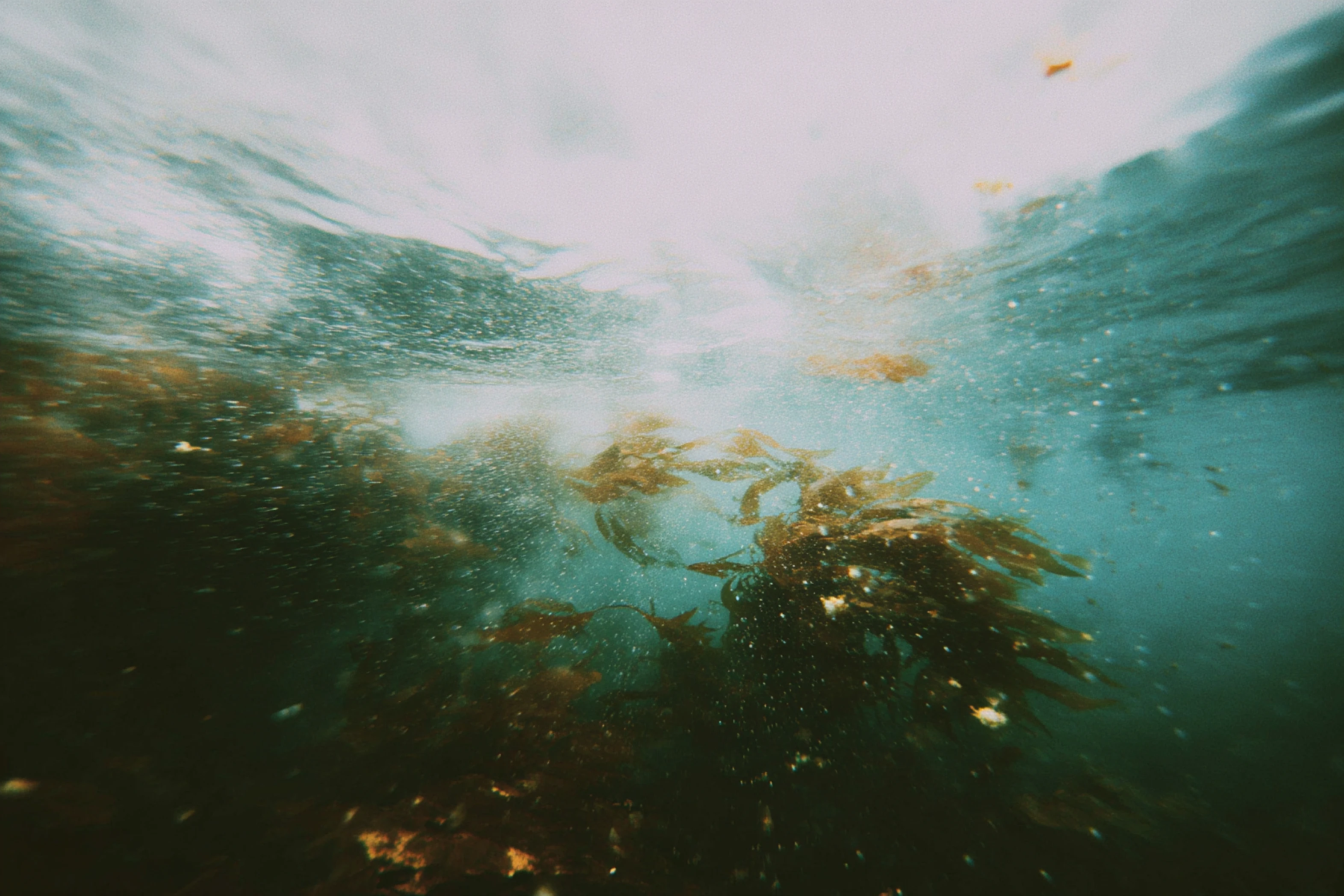 Underwater view of seaweed swaying with bubbles rising toward the water surface.