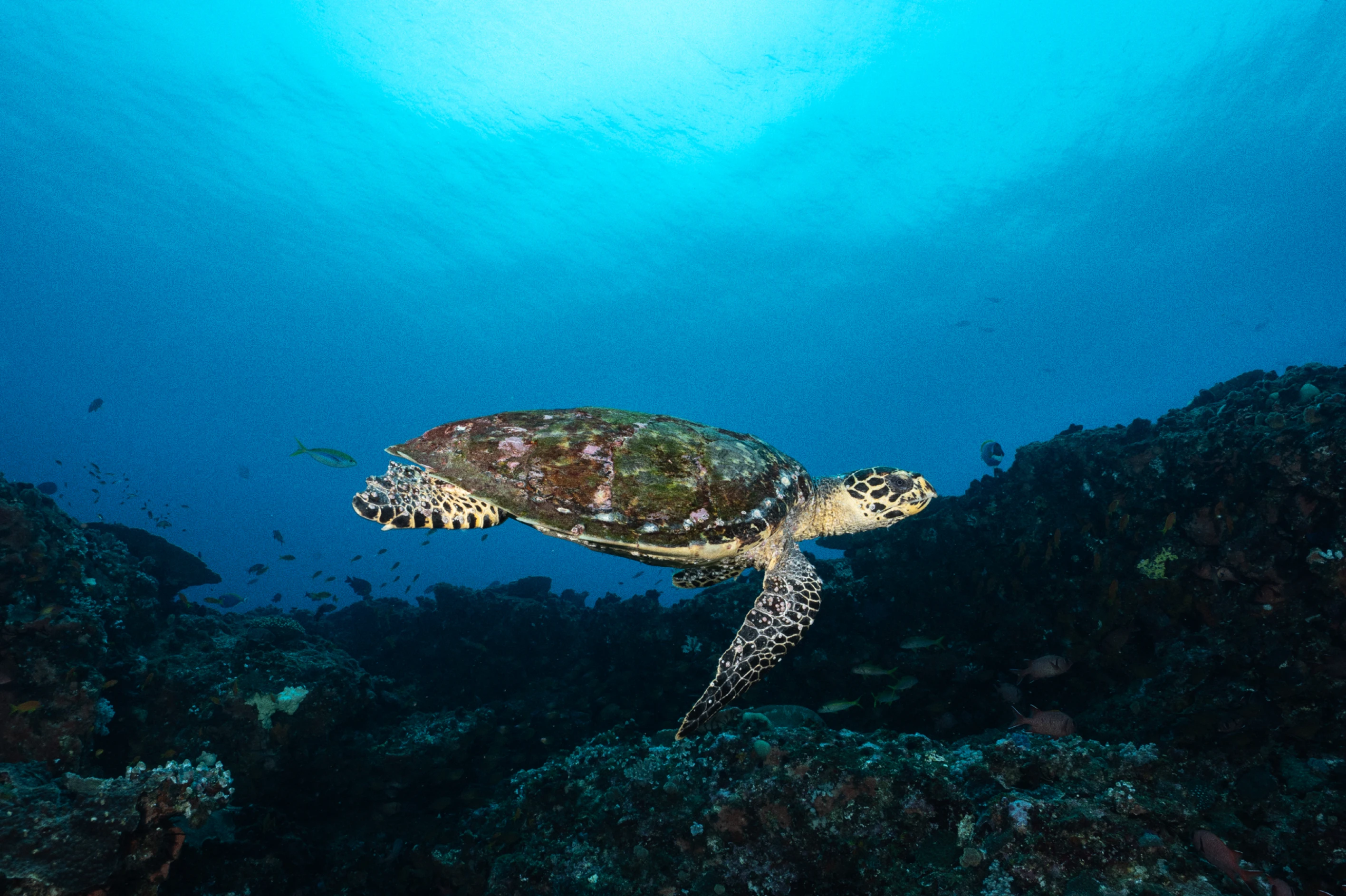 Hawksbill sea turtle swimming over a coral reef in clear blue ocean water.