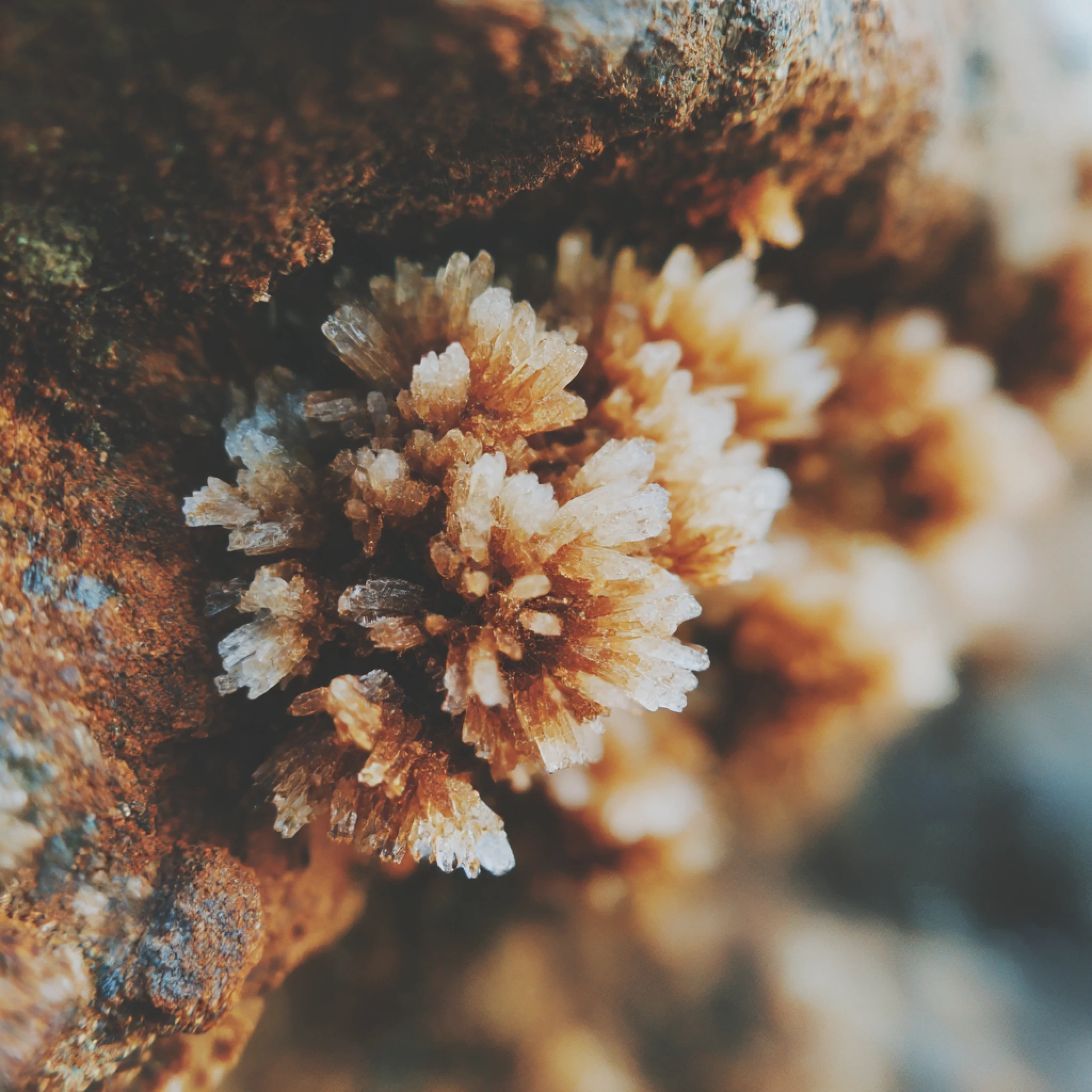 Close-up of brown and white crystalline mineral formations growing on a rough rock surface.