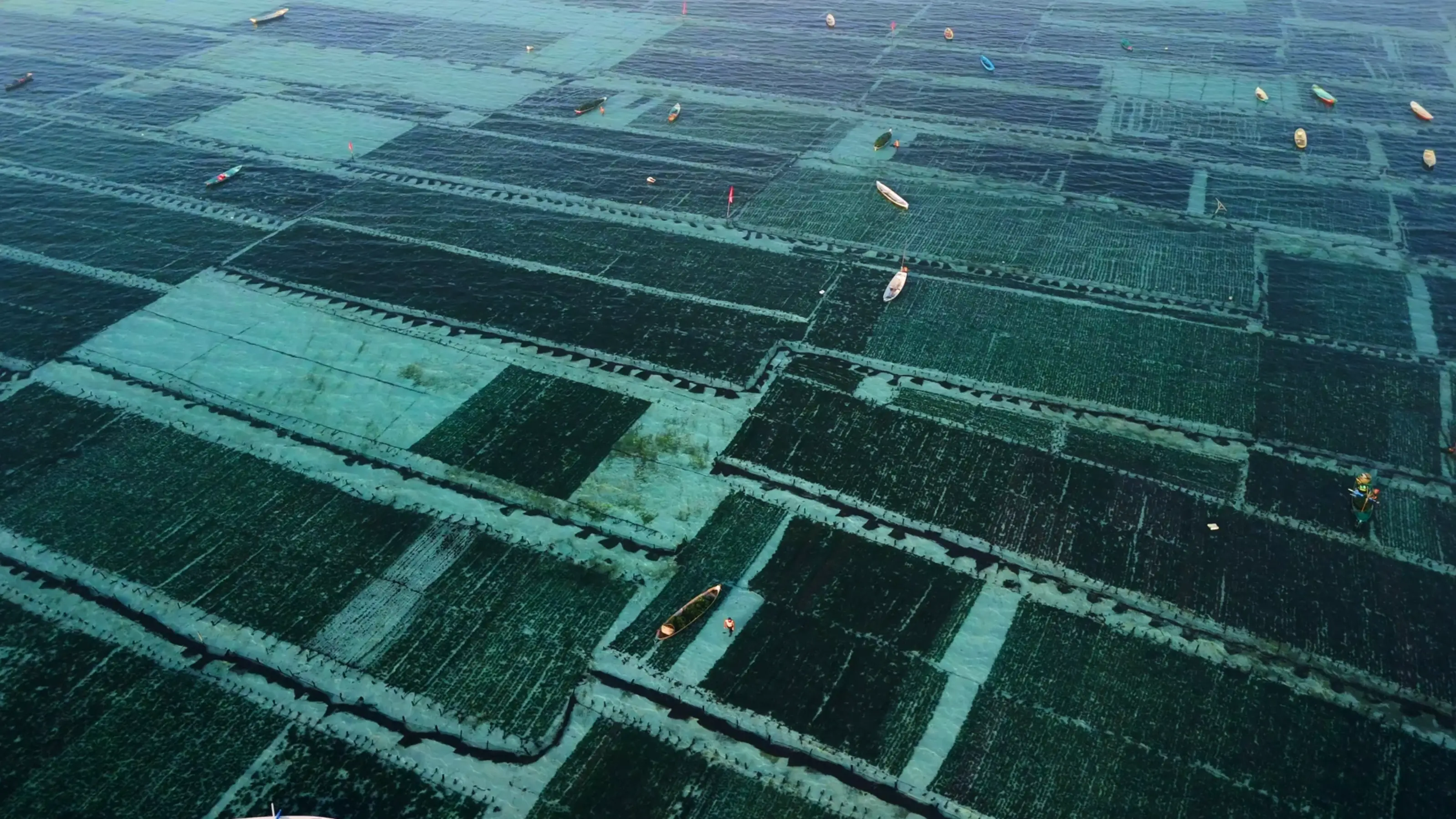 Aerial view of a seaweed farm with rectangular plots underwater and small boats floating on the surface.