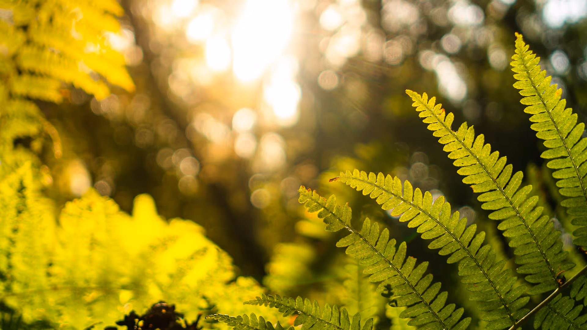 Sonnenlicht, das durch grüne Farne in einem Wald leuchtet.