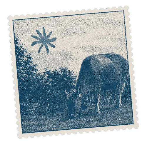 Thin shirtless man wearing a straw hat and shorts holding a rope tied to a brown calf standing on green grass with a gray sky background.