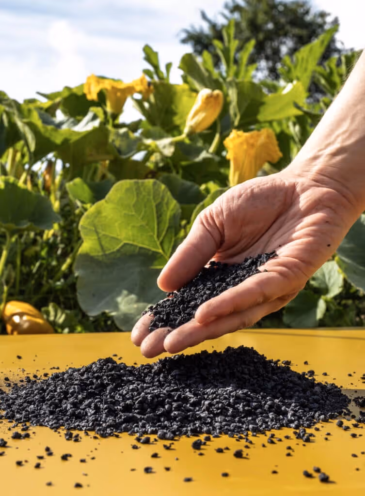 Hand holding and pouring small black biochar granules onto a yellow surface with green plants and yellow flowers in the background.