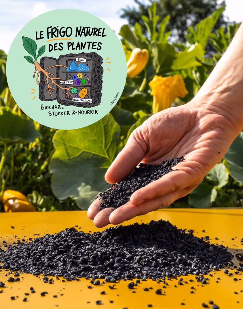 Hand holding black granular biochar over a yellow surface with green plants and yellow flowers in the background, with an inset illustration explaining biochar as a natural plant refrigerator storing water, nutrients, and microorganisms.