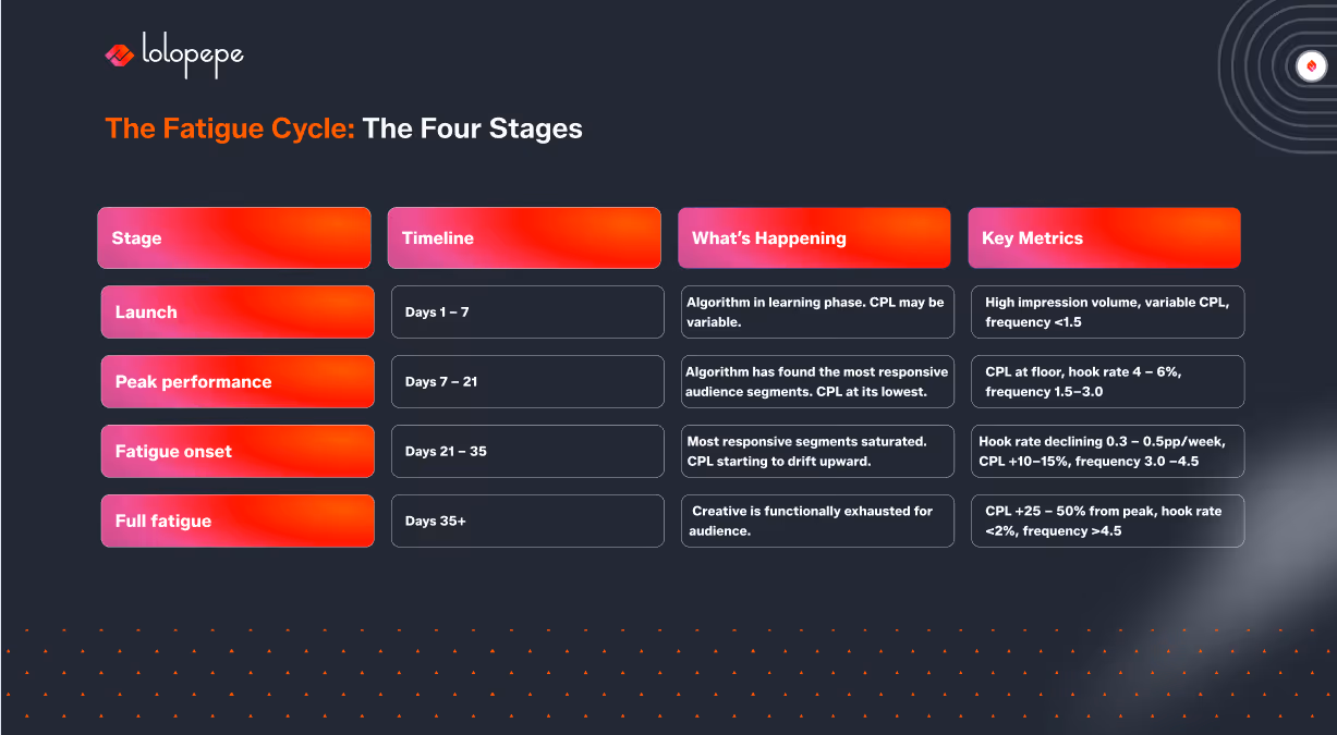 Chart titled 'The Fatigue Cycle: The Four Stages' includes four columns: Stage, Timeline, What's Happening, and Key Metrics. Stages are Launch, Peak Performance, Fatigue Onset, and Full Fatigue. Timeline ranges from Days 1–7 for Launch to Days 35+ for Full Fatigue. Descriptions of audience engagement and cost per lead (CPL) changes are provided under each stage. Black background with red and pink highlights conveys a business or marketing focus.