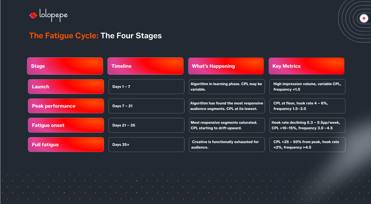 Chart titled 'The Fatigue Cycle: The Four Stages' includes four columns: Stage, Timeline, What's Happening, and Key Metrics. Stages are Launch, Peak Performance, Fatigue Onset, and Full Fatigue. Timeline ranges from Days 1–7 for Launch to Days 35+ for Full Fatigue. Descriptions of audience engagement and cost per lead (CPL) changes are provided under each stage. Black background with red and pink highlights conveys a business or marketing focus.