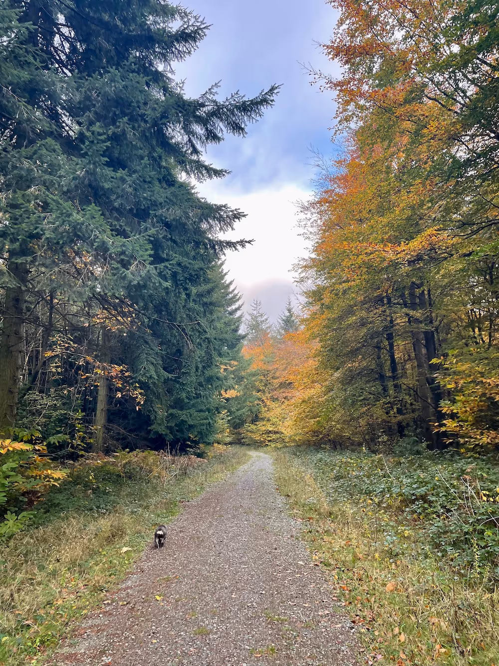 Ashford walk
