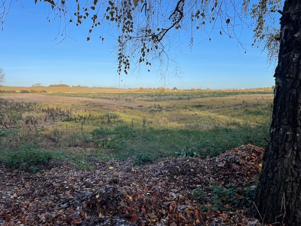 Faversham fields