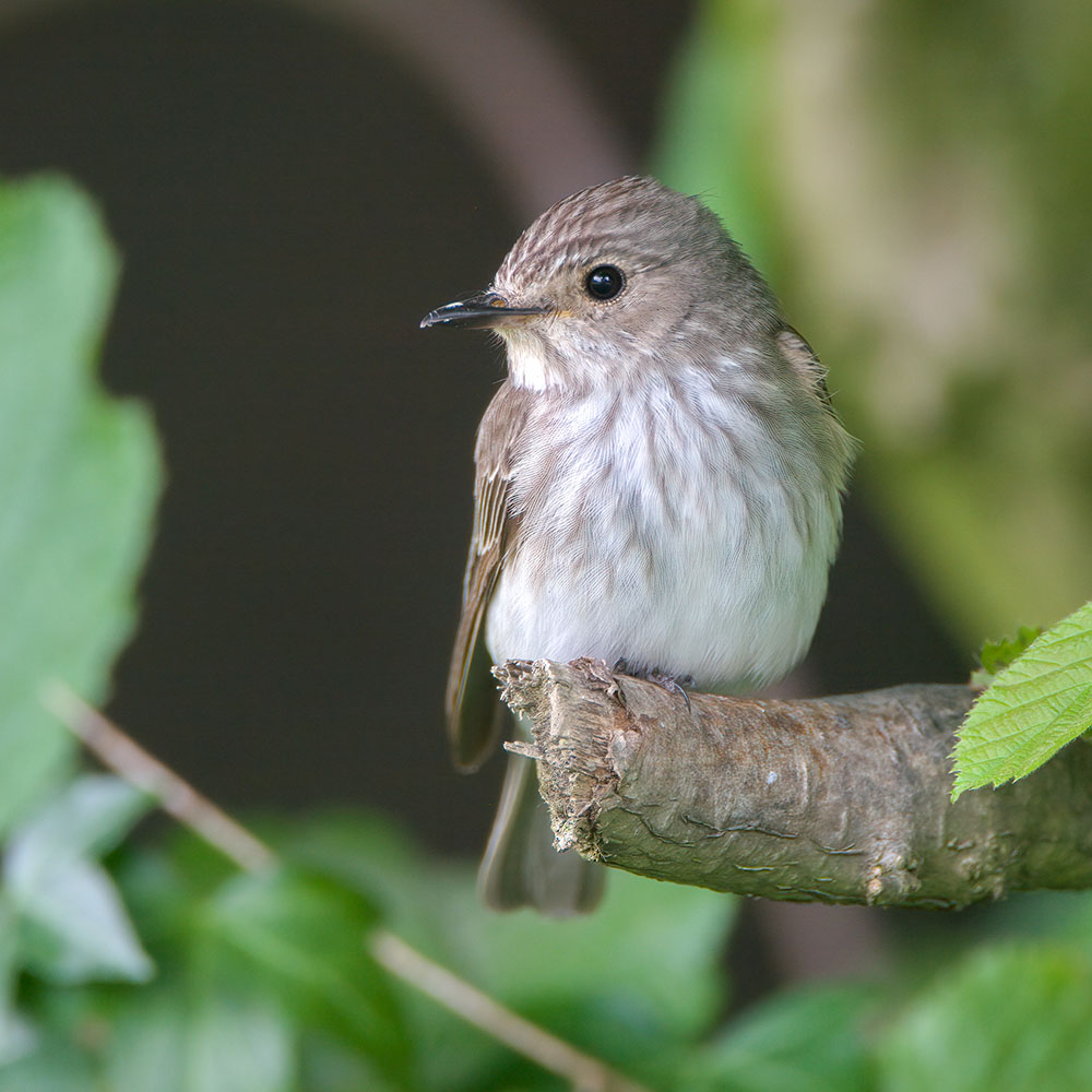 Man in plaid shirt speaks to an attentive audience at a casual, outdoor gathering with wooden decor and string lights, creating a warm atmosphere.