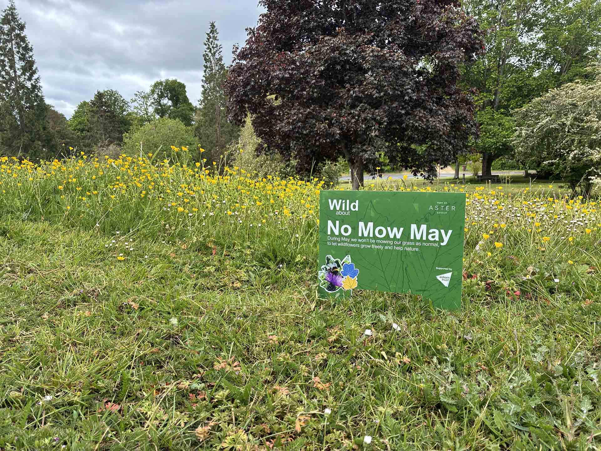 A green meadows with summer flowers