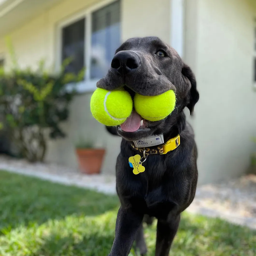 Dog with two tennis balls