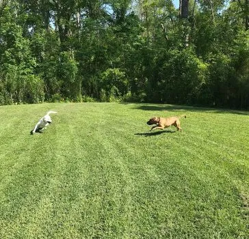 Dogs running