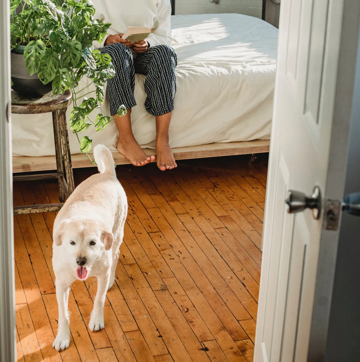 Dog walking out of room