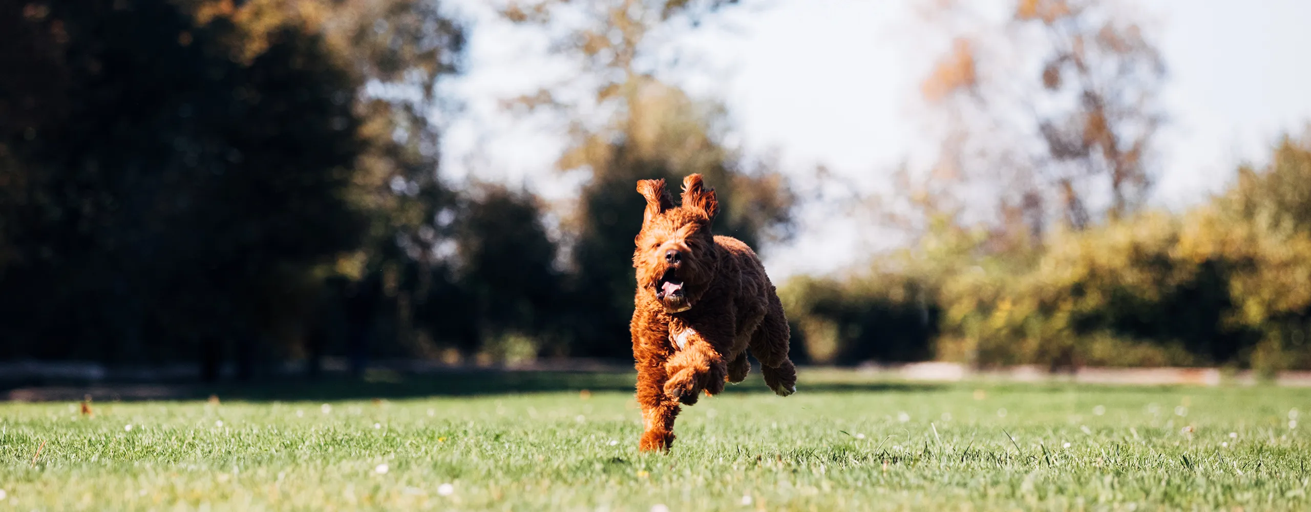 Dog running with flopping ears