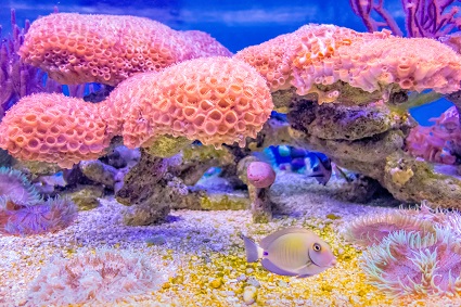 An image of a coral reef in John Pennekamp Coral Reef State Park in Key Largo, Florida.