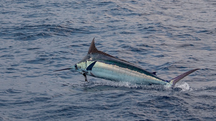 An image of an Amberjack fish swimming in the ocean.