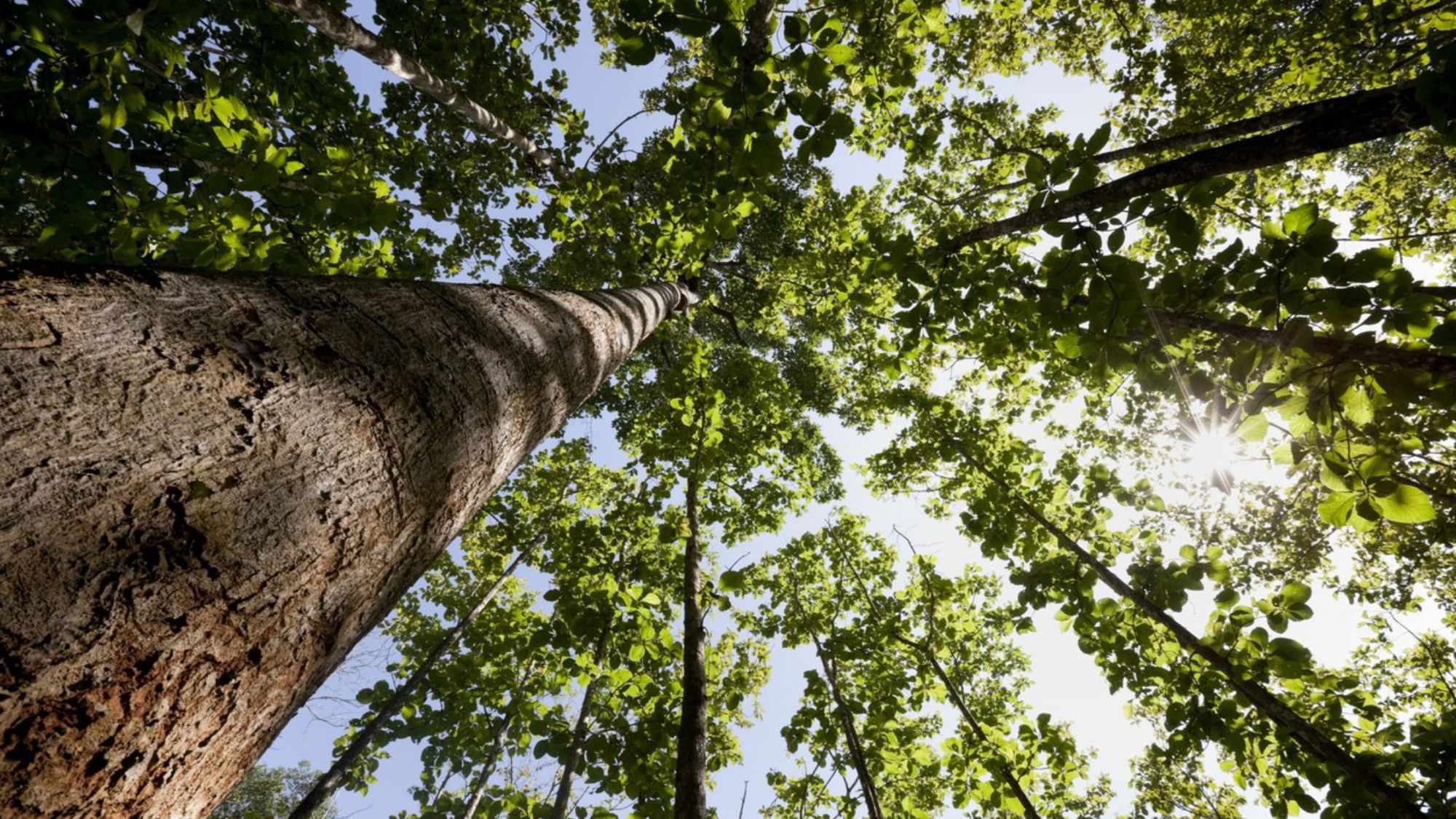 teak tree forest