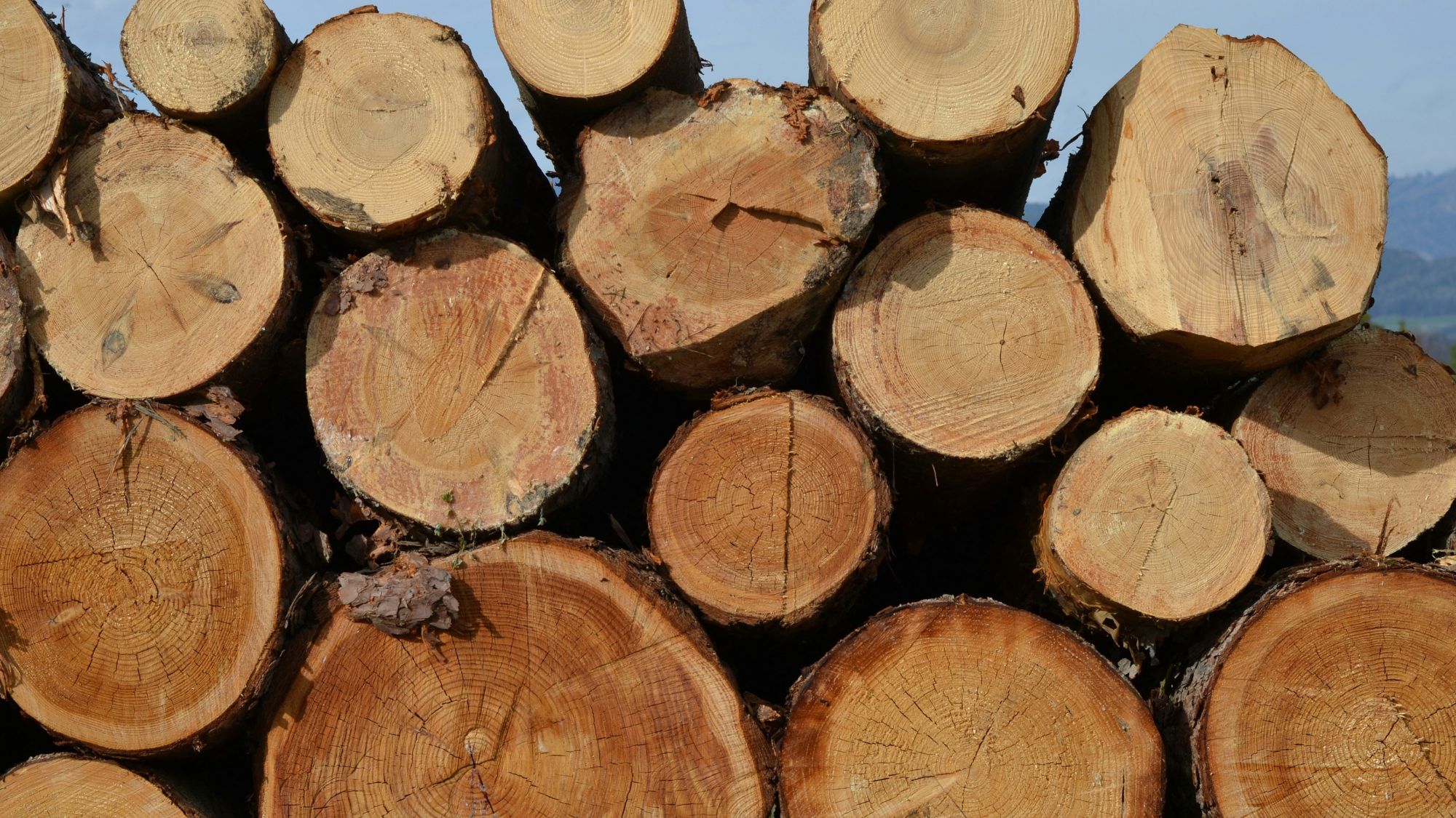 teak wood