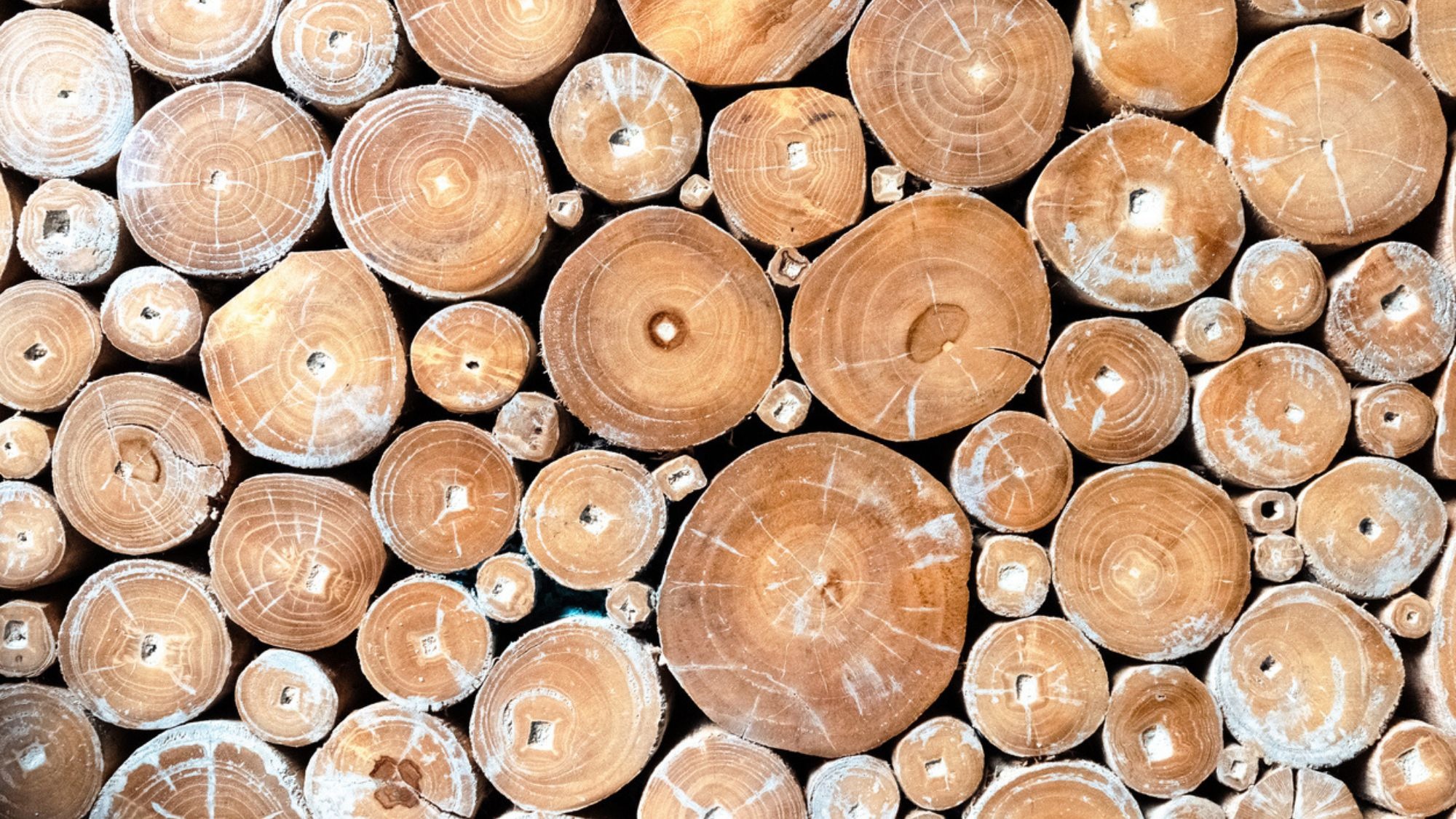 teak wood logs