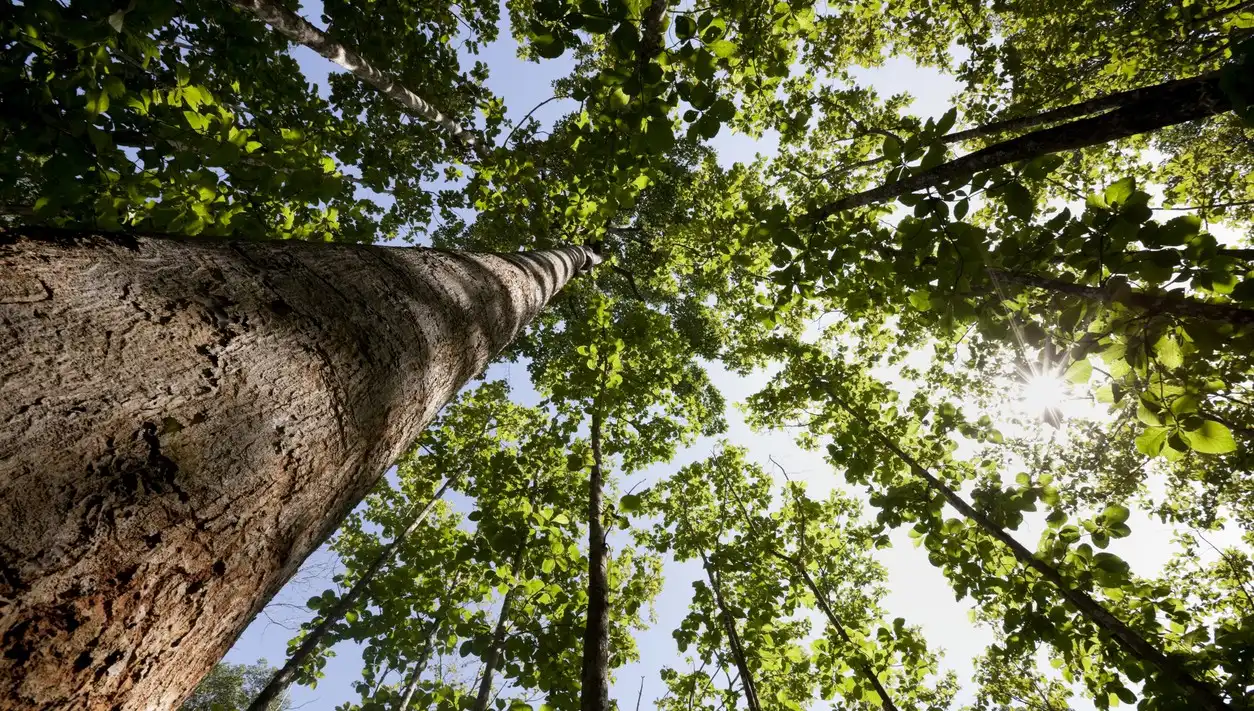 teak wood forest