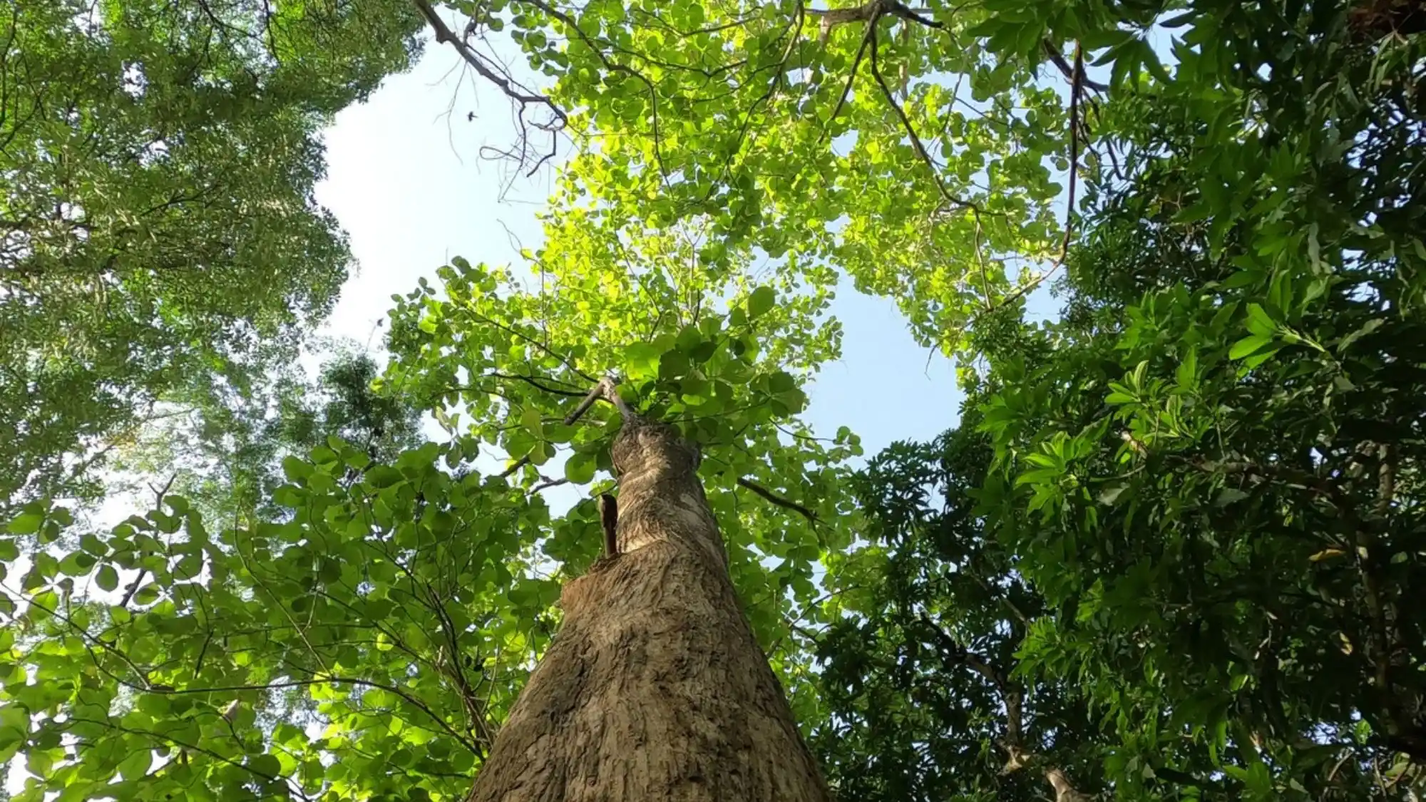 teak wood forest