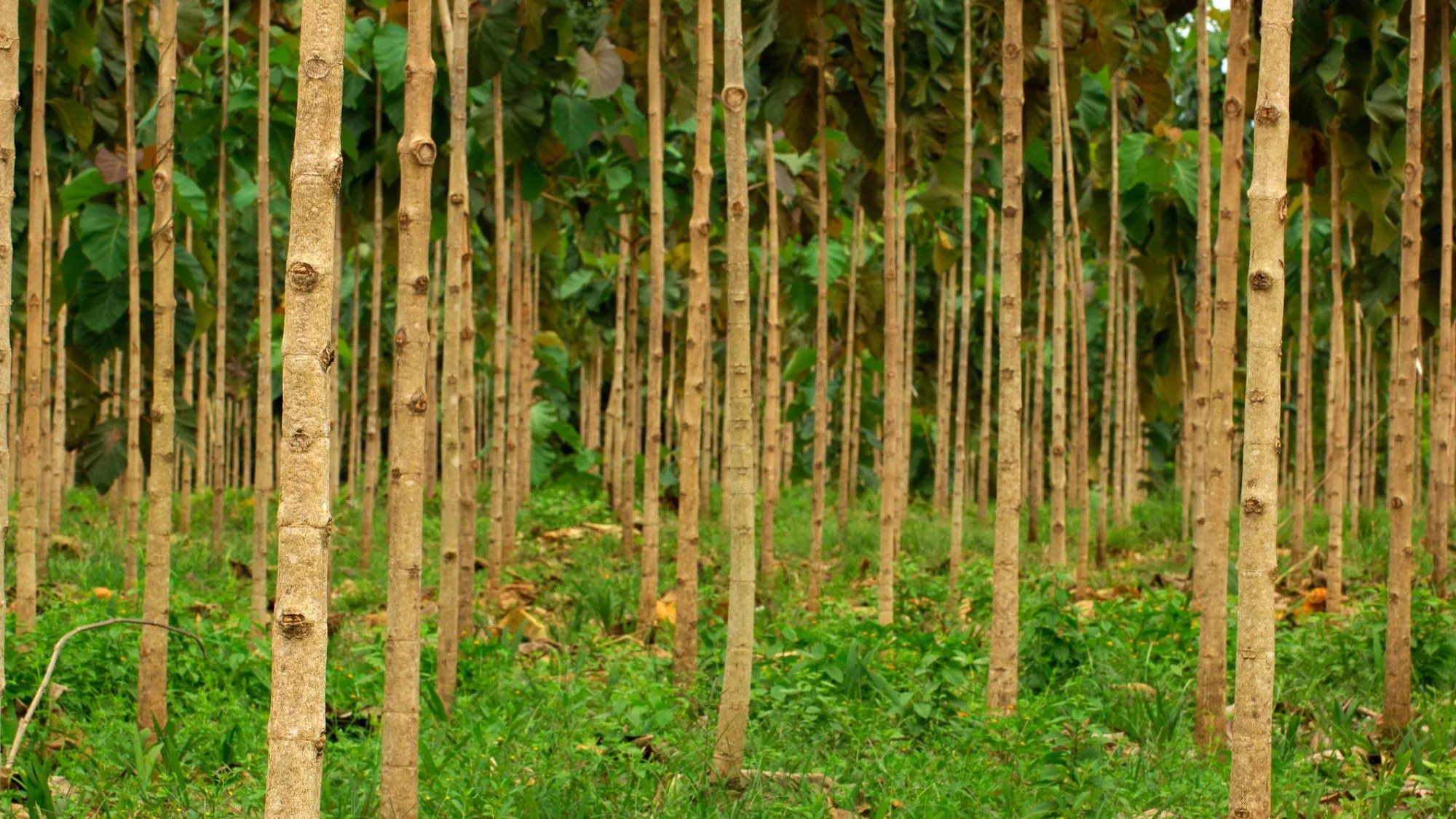 teak wood forest