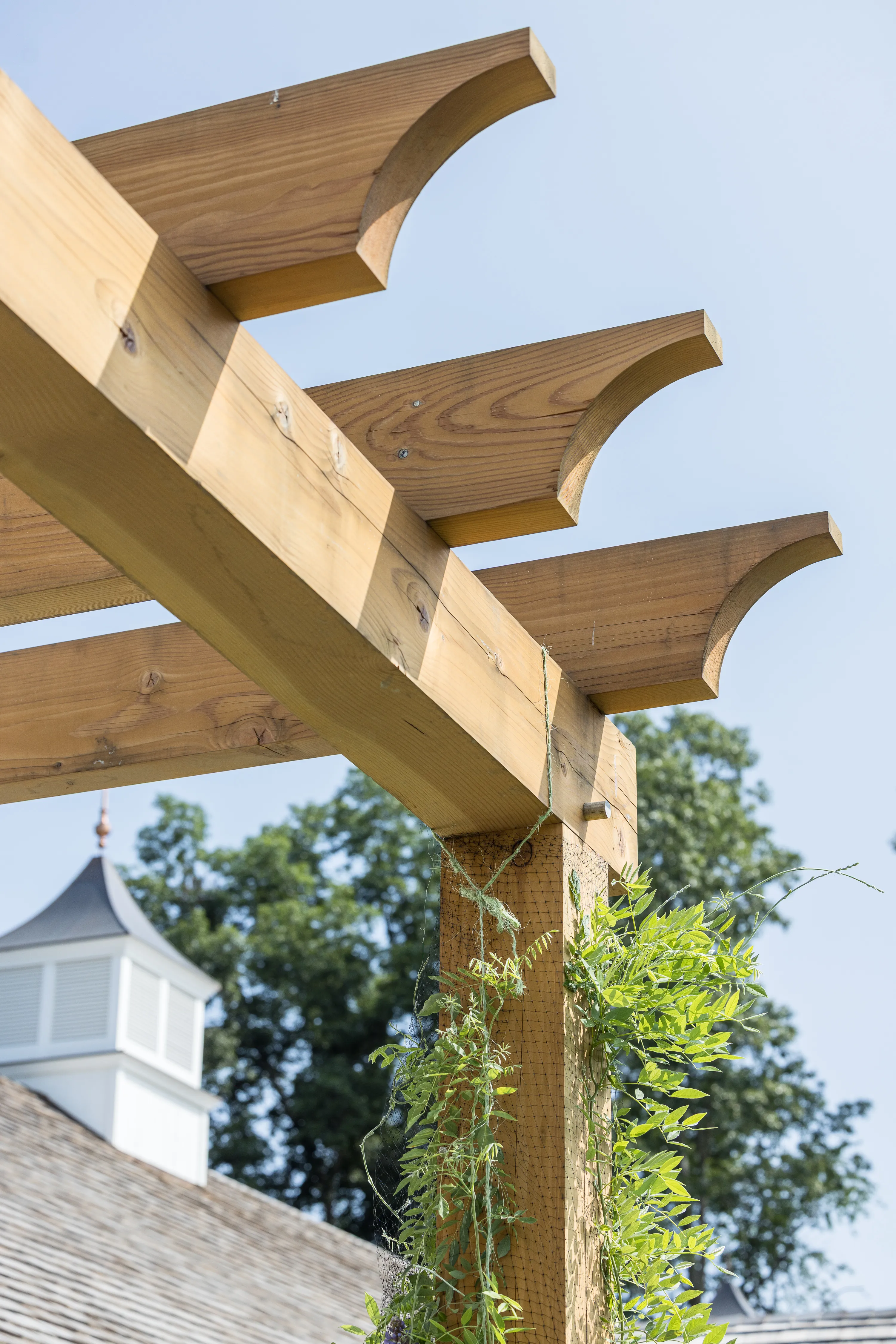 A close-up image of a timber frame pergola showing off its mortise and tenon joinery with bold greenery hanging from the corner.