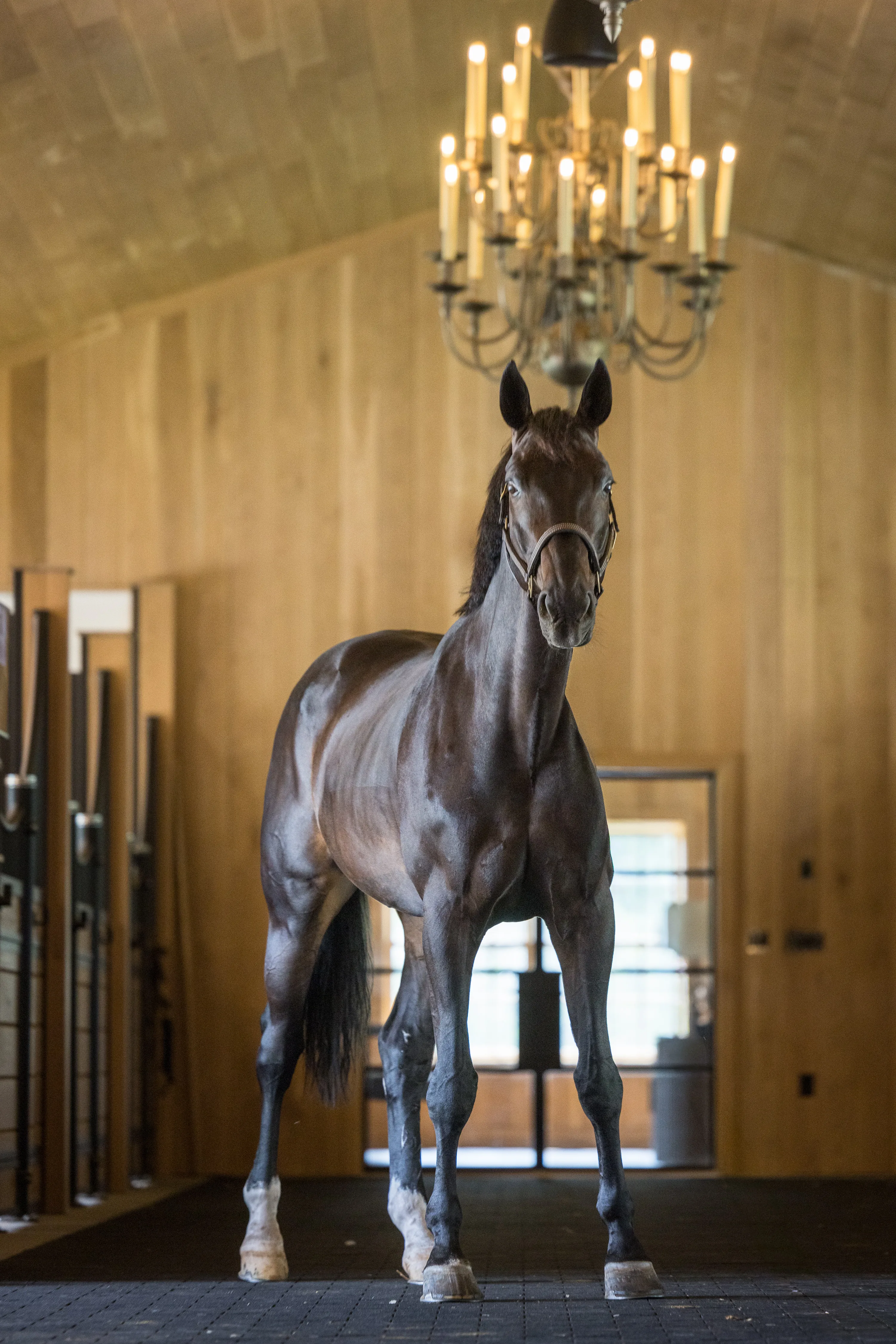 A dark brown horse stands proudly in the stable's center aisle.