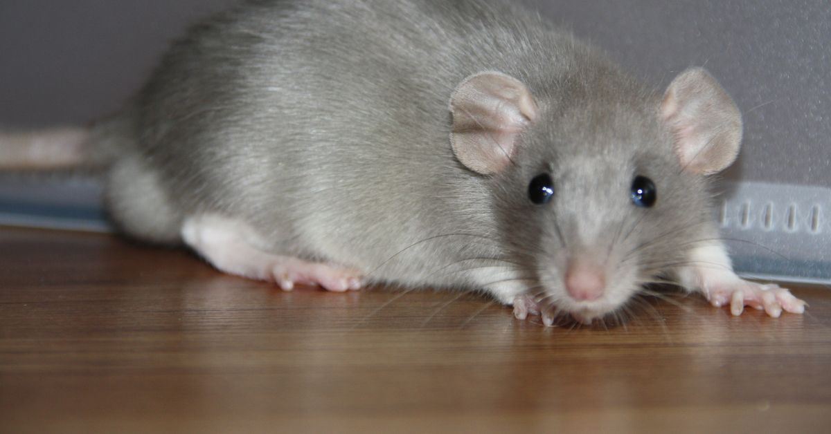 rodent in home