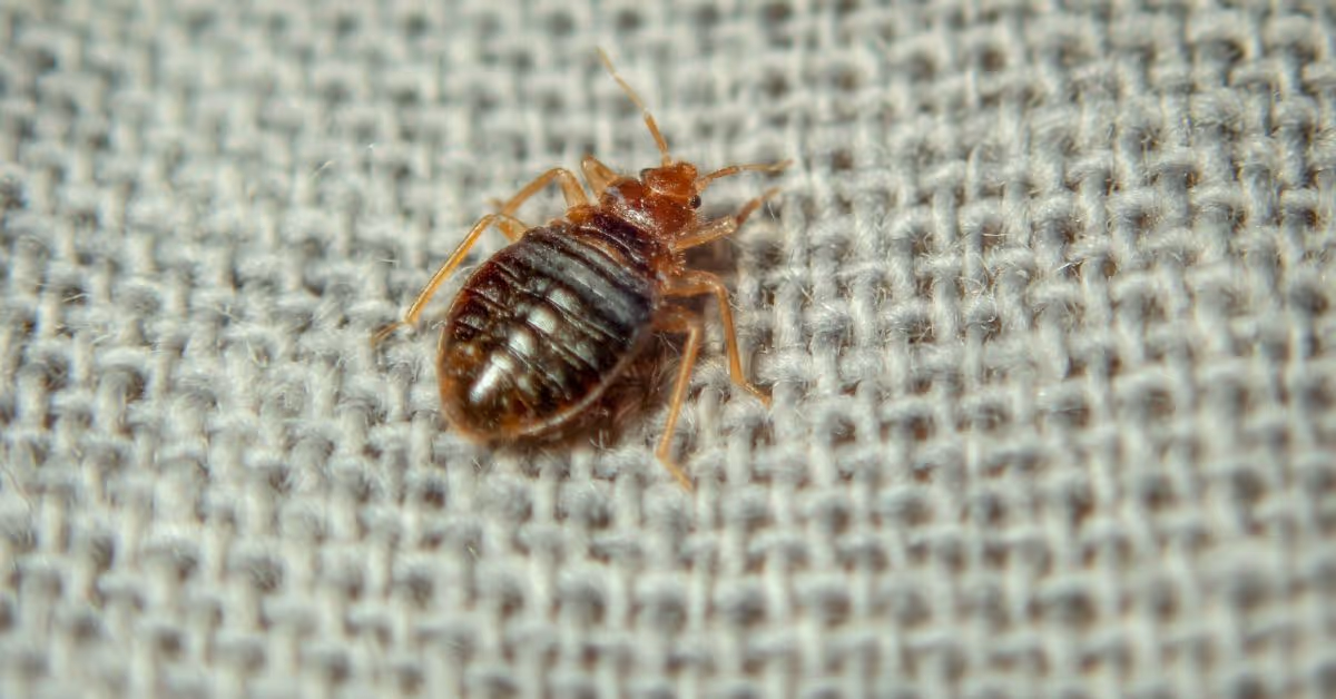 Bed bug