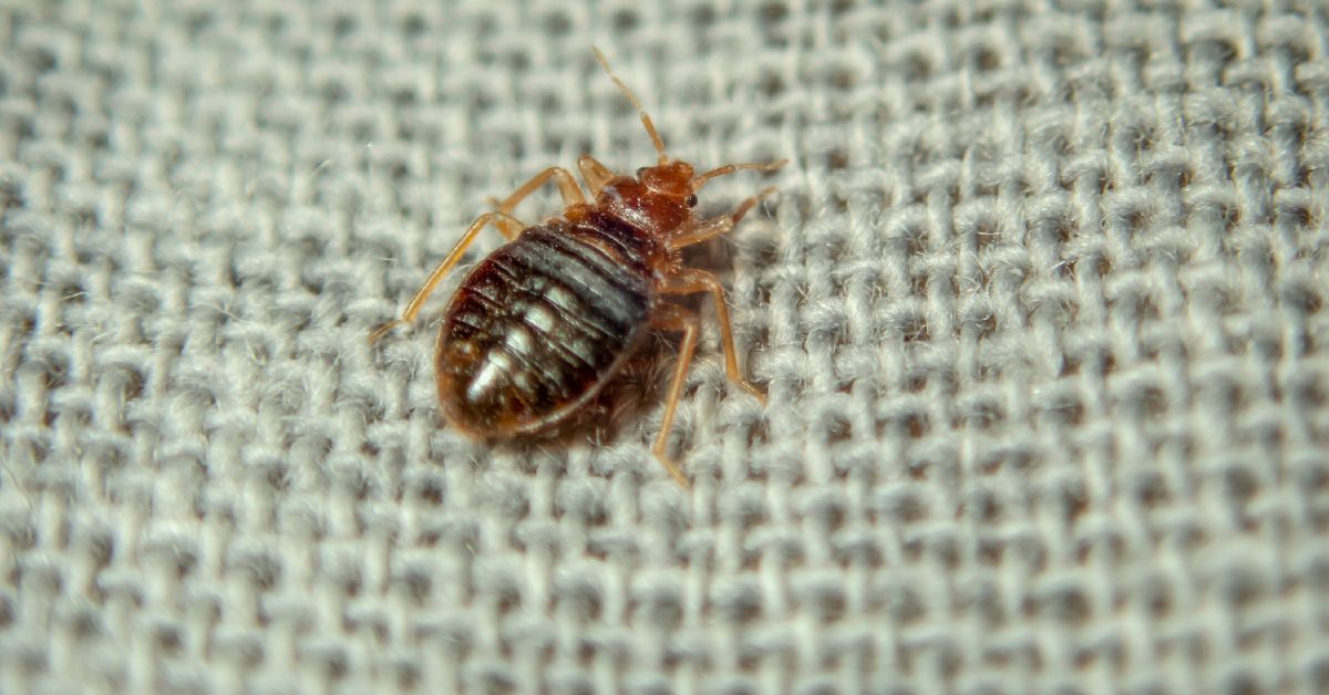 Bed bug