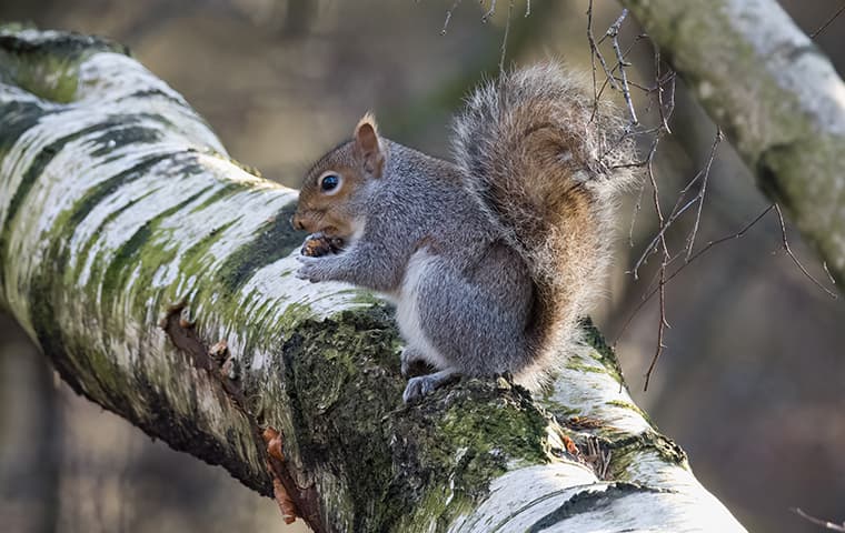 squirrel on a birch tree