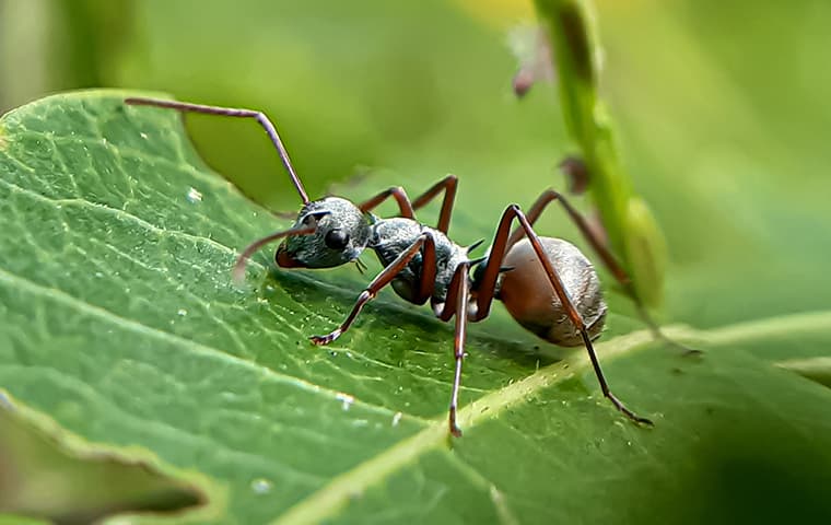 ant on leaf