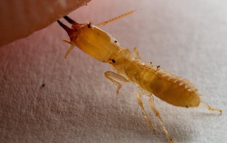 Termite biting.