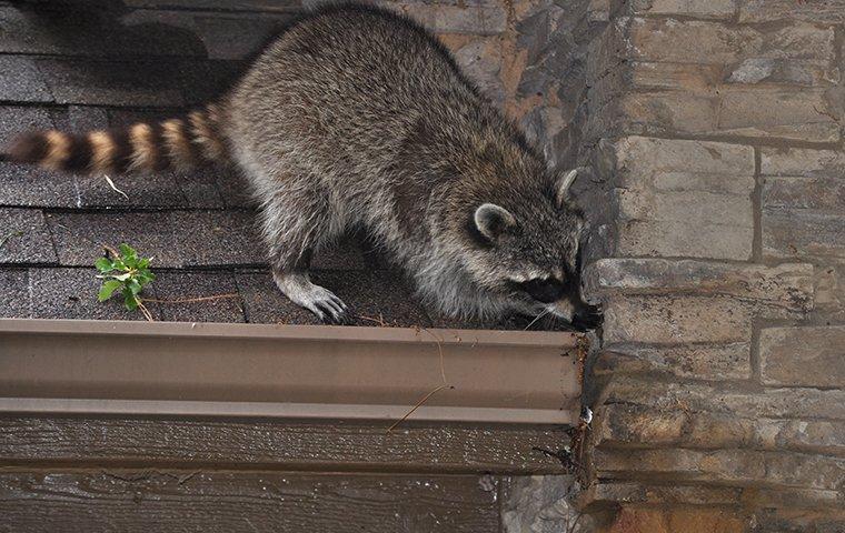 Raccoon trying to break into a chimney crack.