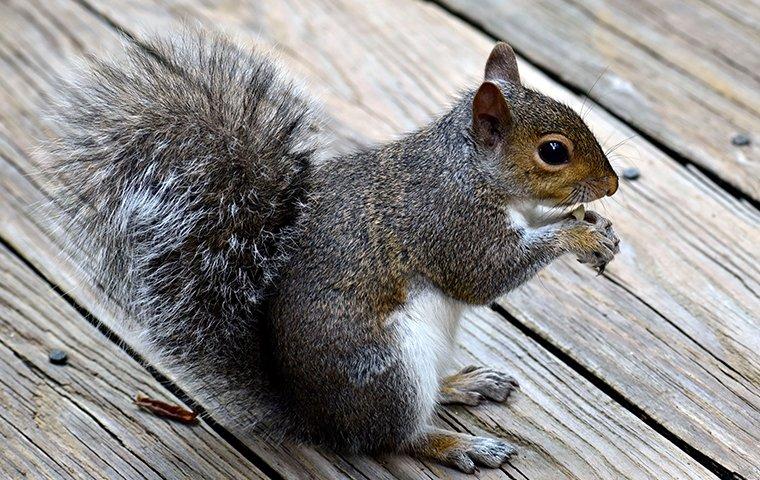 Squirrel on a deck.