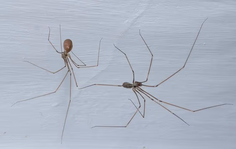 Cellar Spiders in their web on the ceiling.