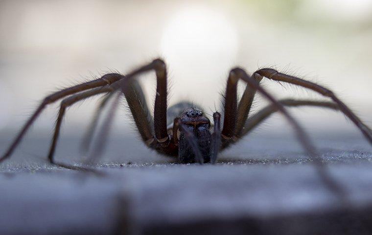Wolf Spider crawling on a wooden table outdoors.