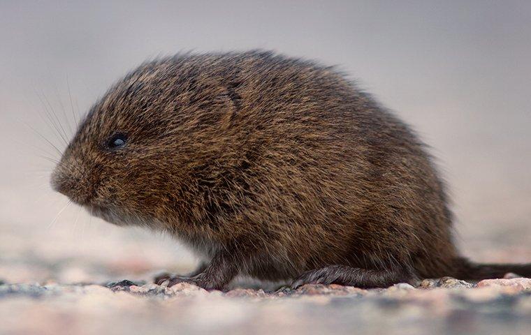 Vole outdoors.