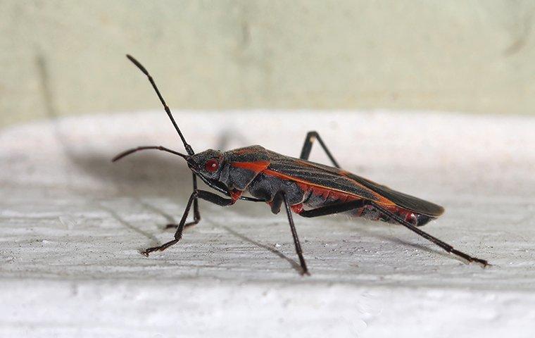 Boxelder Bug crawling on a window trim.