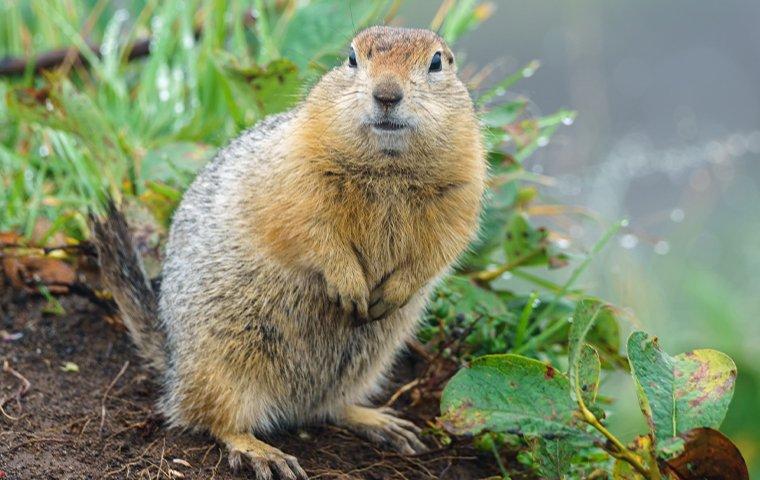 Gopher standing in a garden.
