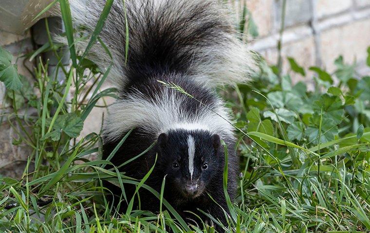Skunk walking in a grassy patch near a home.