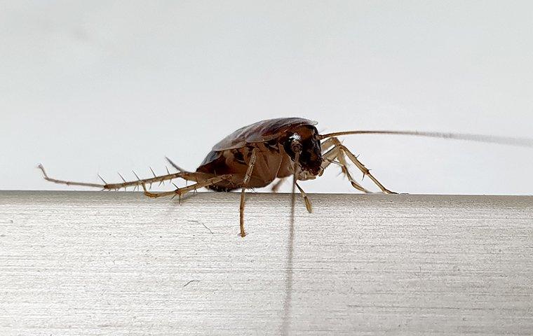 German Cockroach on a kitchen counter.