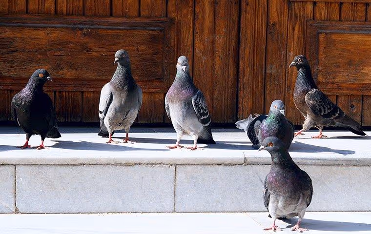 Pigeons at the front step of a house.