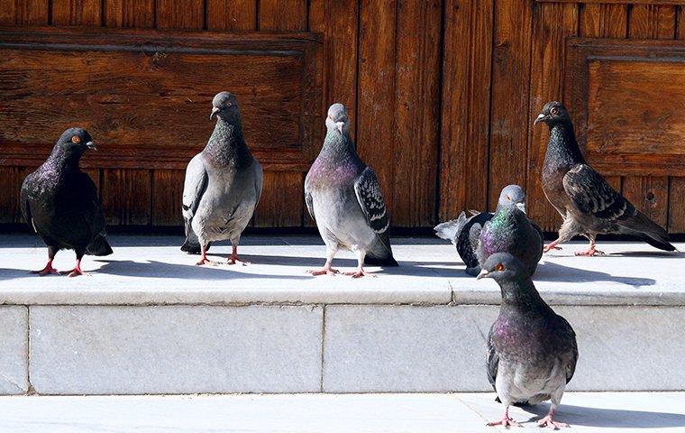 Pigeons at the front step of a house.