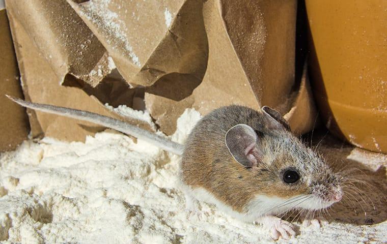 Mice on a mound of flour from a torn paper bag in a pantry.