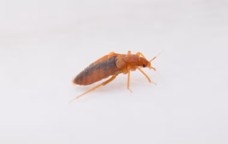 Bed bug crawling on a white surface.