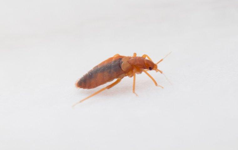 Bed bug crawling on a white surface.
